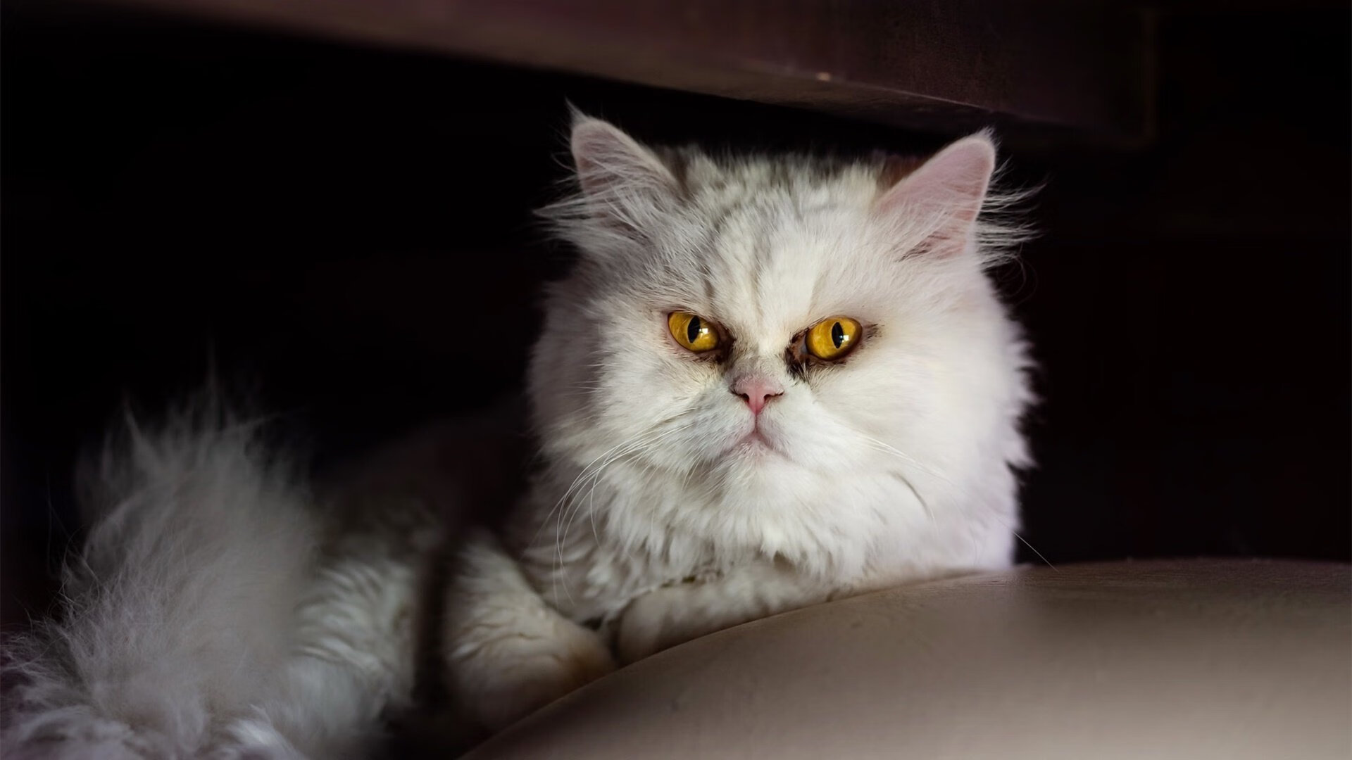 烽火连营，美加墨世界杯之夜，德罗赞疾风骤雨拉开死神差距