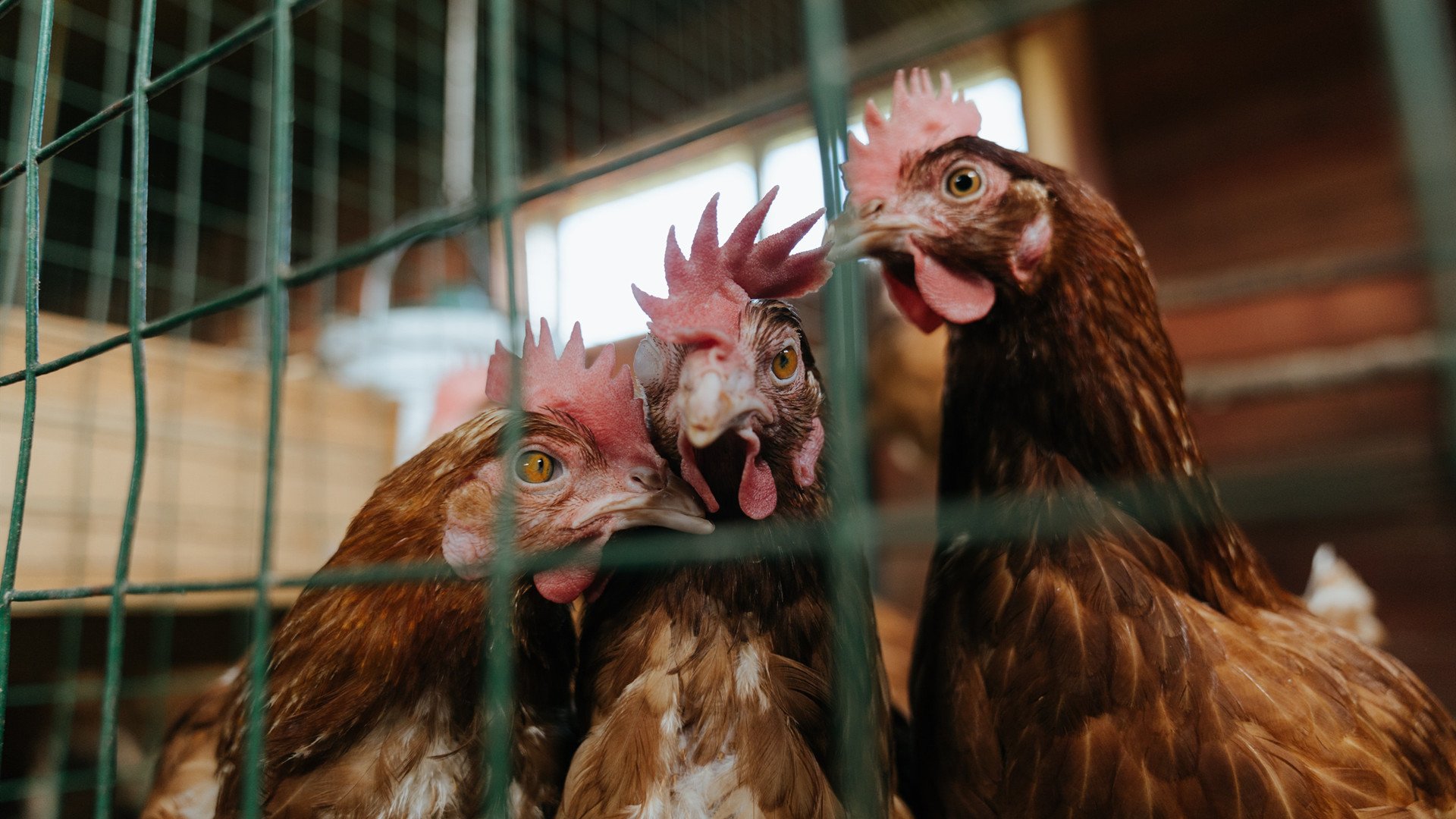 pg电子游戏-窒息点球后的复活，当伊萨克在罗马的呼喊中完成自我救赎