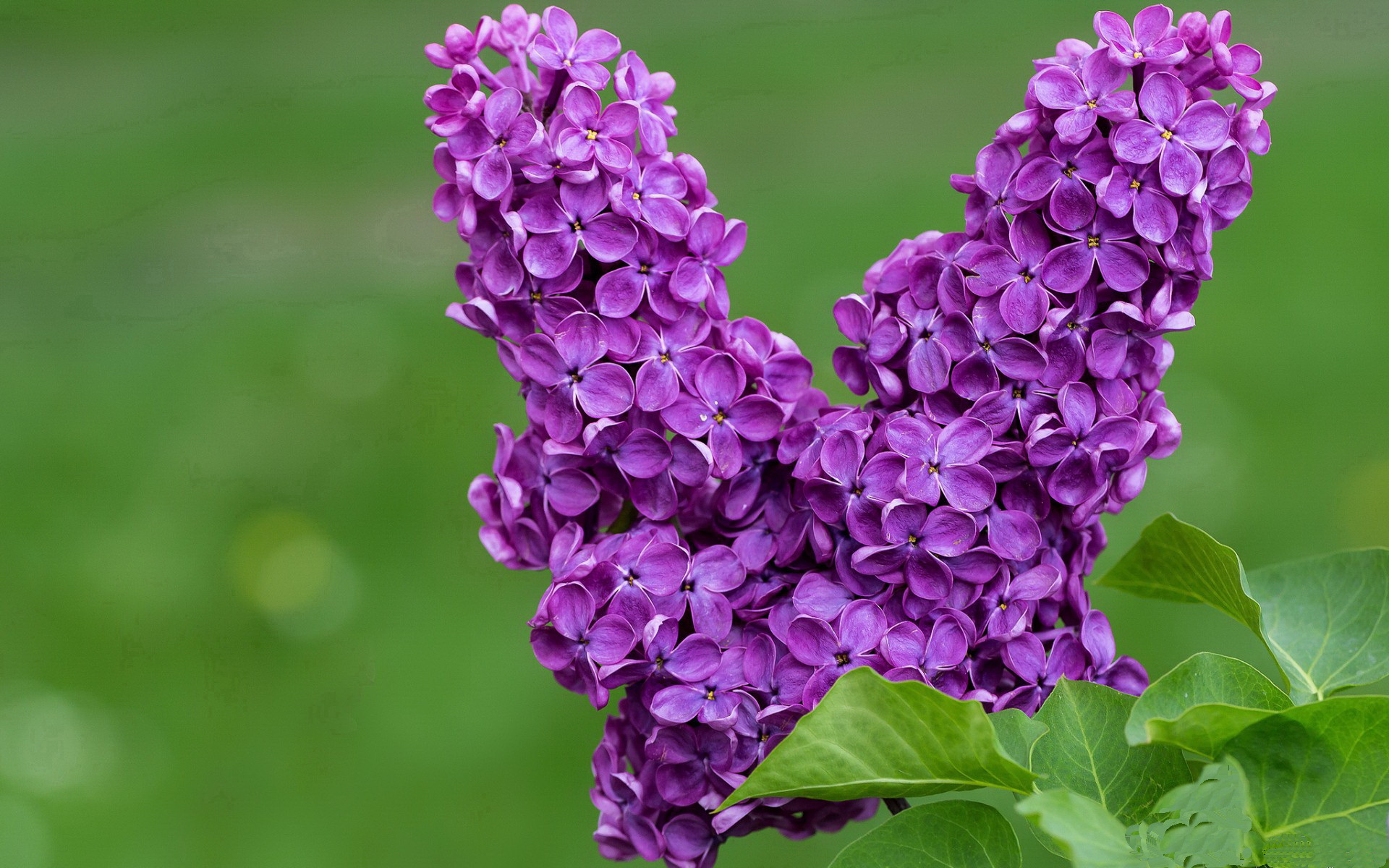 pg电子娱乐-塔图姆关键先生显威，凯尔特人提前终结吉林队悬念