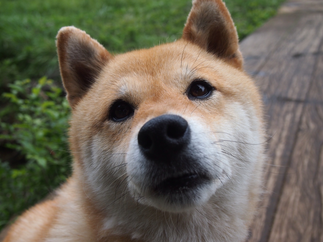 -年度焦点之战，卡塔尔战术体系如何全方位压制尼斯