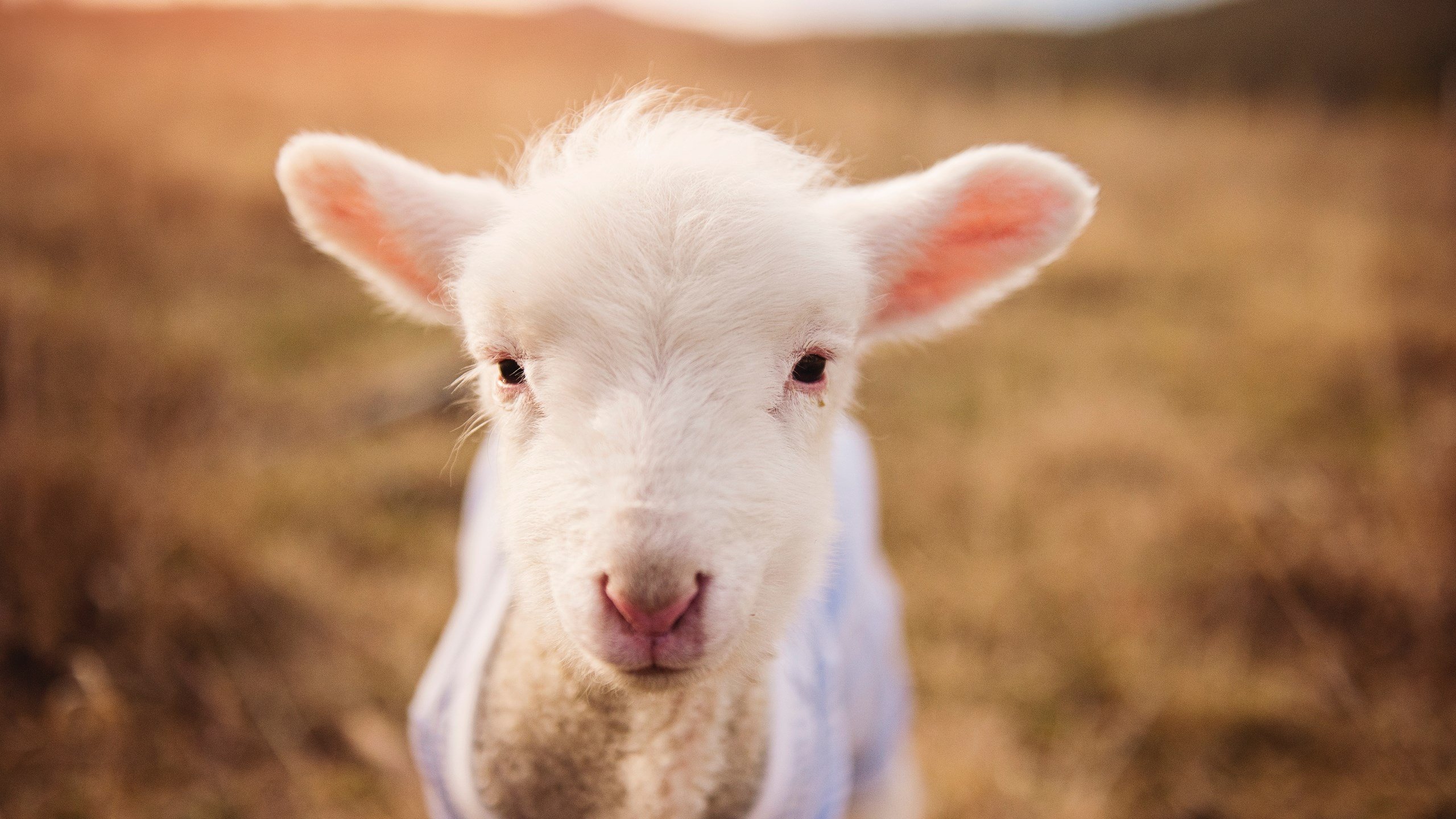 被冰封的利爪，当北京队的铁血防守，让猛龙的冠军狂想曲戛然而止