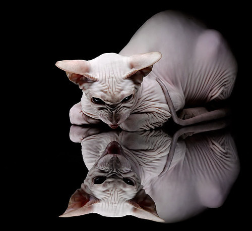 双城记，从圣马梅斯的铁血到伊蒂哈德的独舞