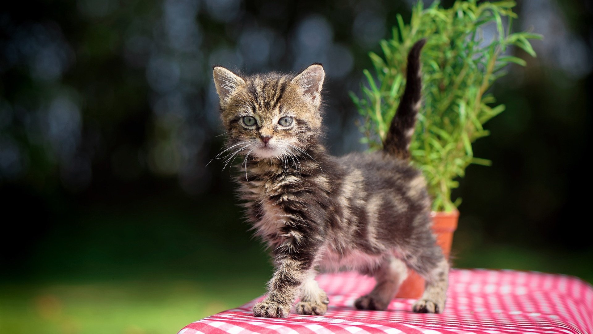 pg电子试玩网-篮球场上的引擎轰鸣，凯尔特人火力压制黄蜂，东契奇如F1车手般接管年度争冠