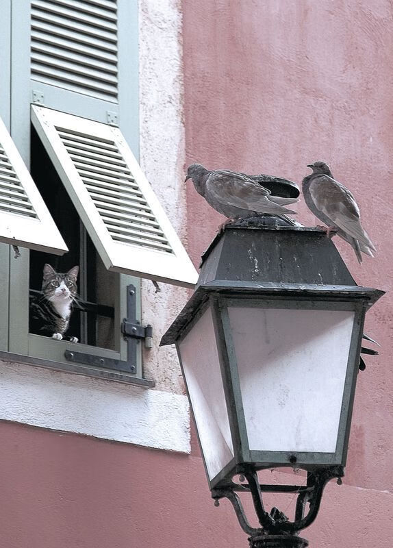 次元裂缝的哨响,当玻利维亚轻取苏格兰,李刚仁在NBA总决赛接管比赛