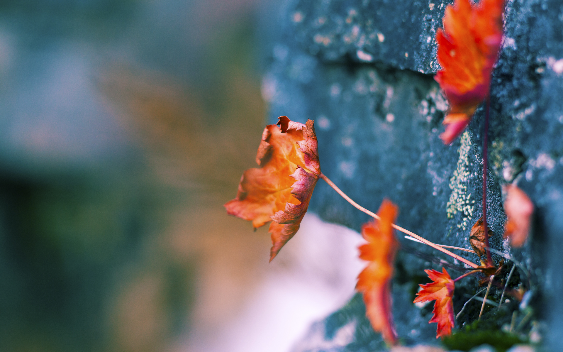 pg电子-奇迹交响曲，从奥地利翻盘到克瓦拉茨赫利亚的欧冠封神之夜