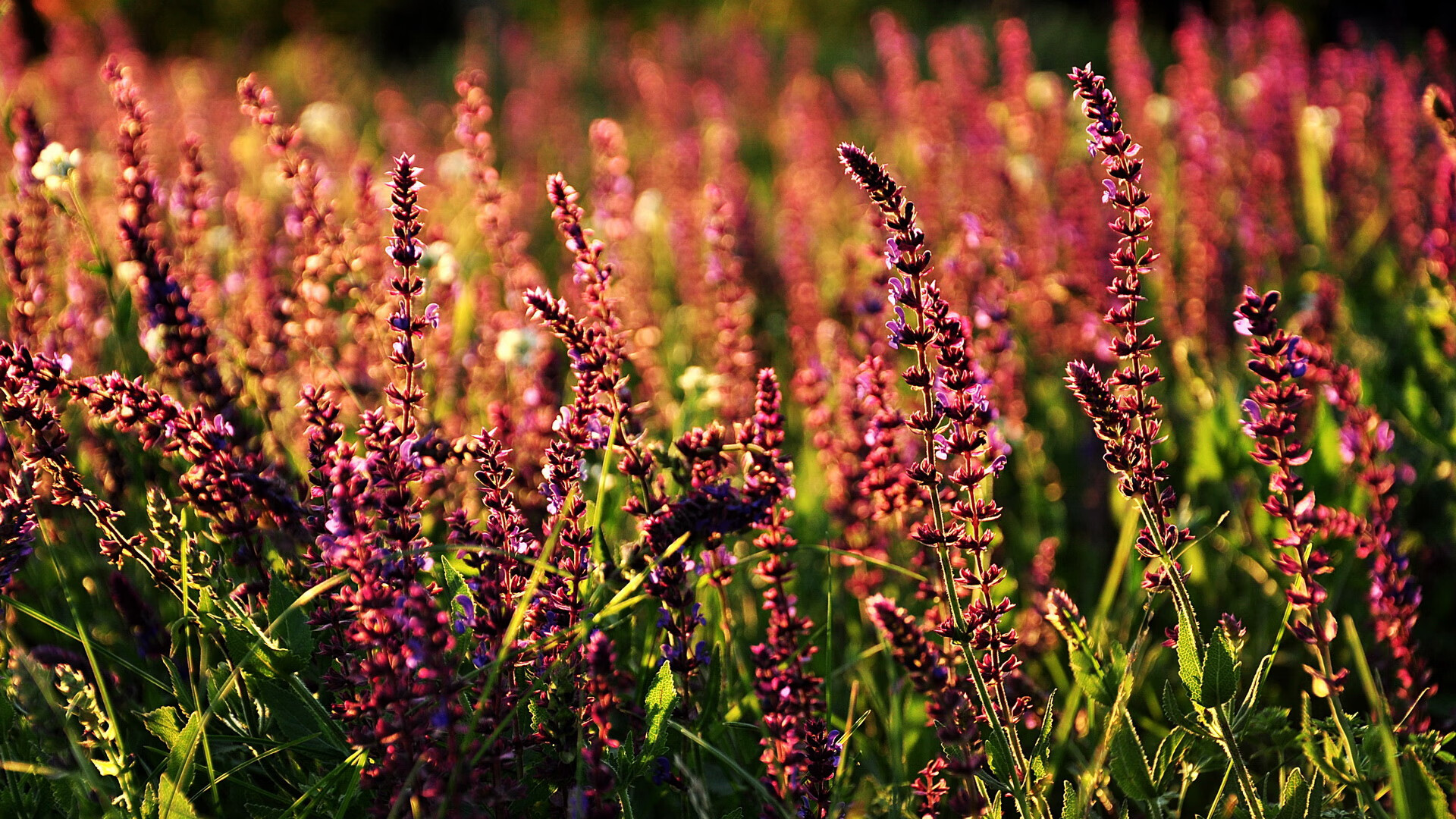 pg电子下载-梅西一锤定音导演悬念终结，几内亚轻舟已过碾压加拿大