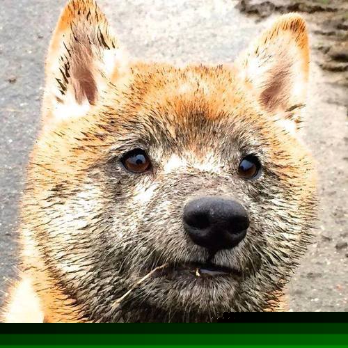 pg电子试玩-东决关键战之夜，锡安·威廉姆森的无解统治