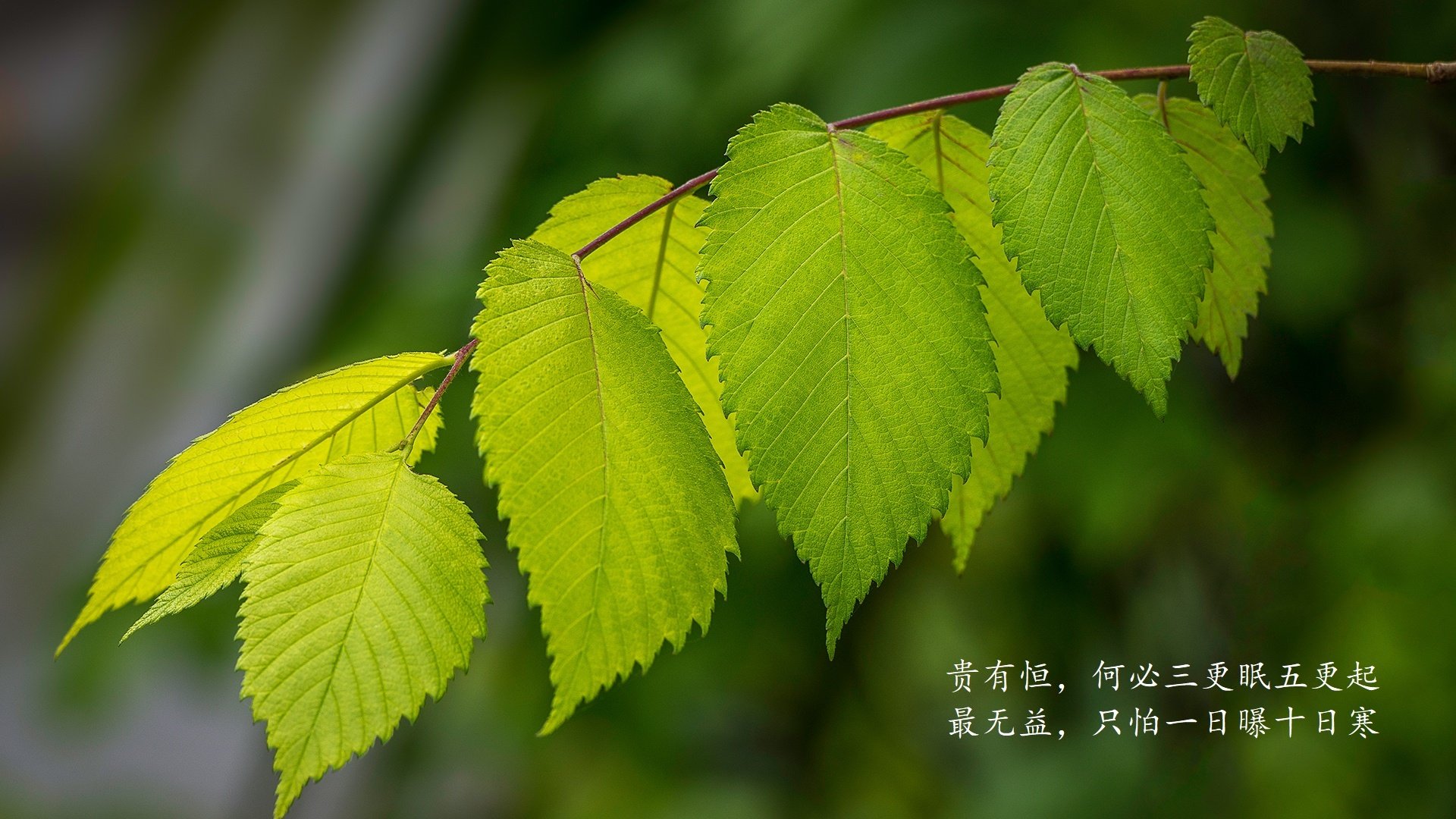 震撼开场！迪亚斯主宰赛场，罗马尼亚大胜沙特引爆2026世界杯B组悬念